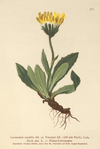 Dente di leone minore (Leontodon saxatilis, Leontodon Taraxaci) da German School