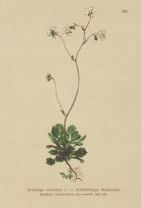 Sassifraga cuneifolia (Saxifraga cuneifolia) da German School