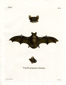 Pipistrello Notturno Minore