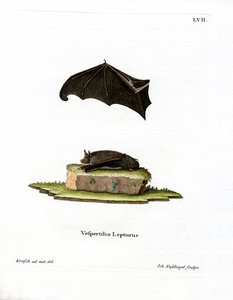 Pipistrello Sacro Minore