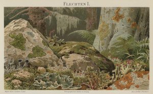 Licheni
