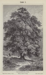 Albero di tiglio