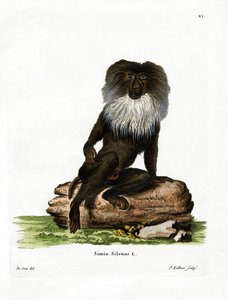 Macaco dalla coda di leone da German School