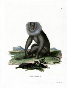 Macaco dalla coda di leone da German School