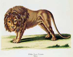 Leone (Felis leo), da Mammiferi illustrati dalla Natura con descrizioni, di Johann Christian Daniel von Schreber (1739-1810), incisione di H I Tisroff, volume 3, tavola 97-A, Germania da German School