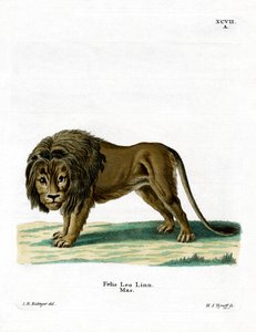 Leone da German School