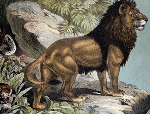Leone - in “Storia naturale dei mammiferi”, ed. Schreiber, Monaco da German School