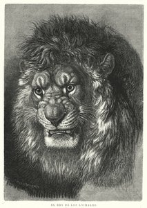 Leone: re degli animali da German School