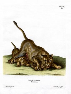 Leonessa