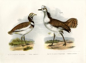 Otarda Minore, 1864 da German School