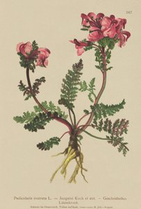 Pedicolare dal lungo naso (Pedicularis rostrata) da German School