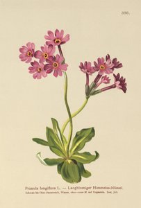 Primula a fiori lunghi (Primula longiflora)