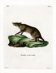 Bandicoot dal naso lungo da German School
