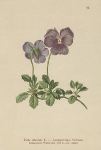 Viola calcarata