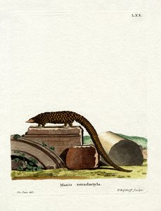Pangolino dalla Coda Lunga