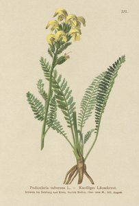 Pedicolare gialla dal lungo becco (Pedicularis tuberosa) da German School