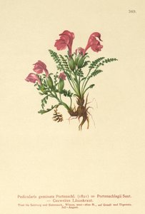 Pedicolare (Pedicularis geminata, Pedicularis Portenschlagii, Pedicularis pumila)