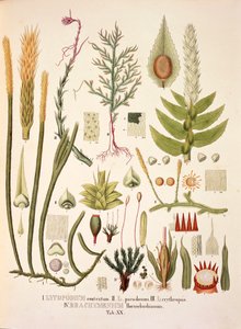 Lycopodium e Brachymenium, tavola XX da 
