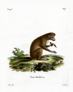 Macaco da German School