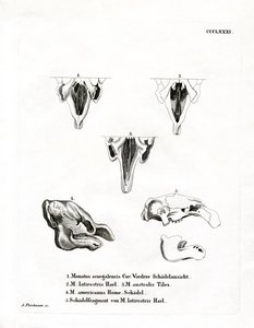 Teschi di Lamantino da German School