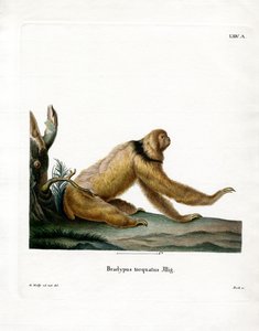 Bradipo dal collo crinito