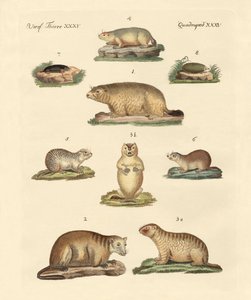 Marmotte e talpe da German School