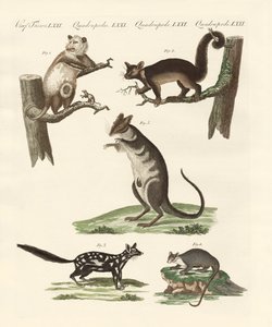 Marsupiali da German School