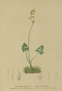 Rugiada dei prati (Thalictrum alpinum) da German School