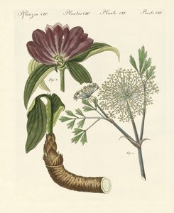 Piante medicinali da German School