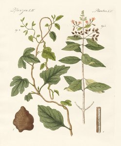 Piante medicinali da German School
