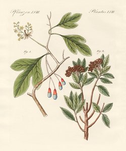 Piante medicinali da German School