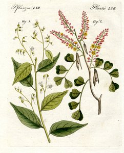 Piante medicinali da German School