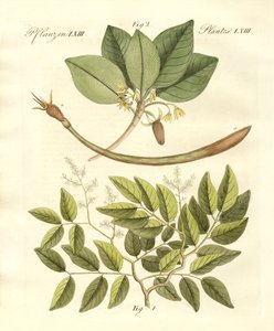 Piante medicinali da German School