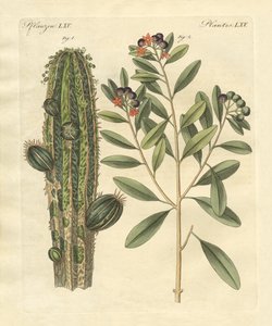 Piante medicinali da German School
