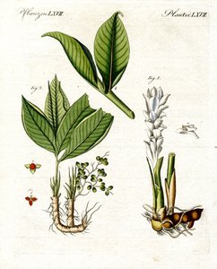 Piante medicinali da German School