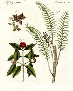 Piante medicinali da German School