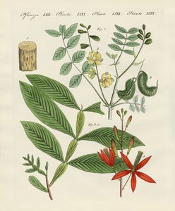 Piante medicinali