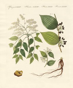 Piante medicinali da German School