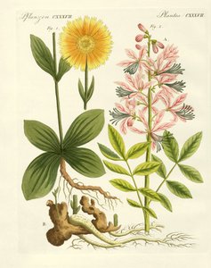 Piante medicinali da German School