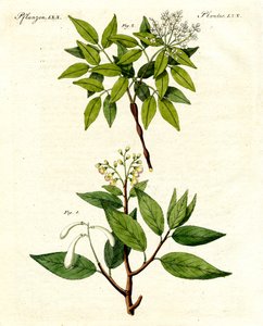 Piante medicinali