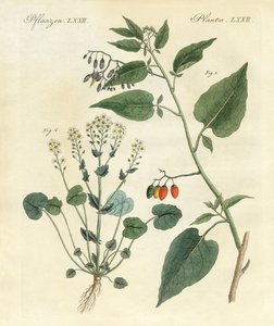 Piante medicinali da German School