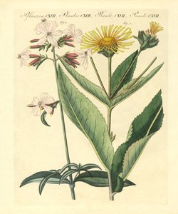 Piante medicinali da German School