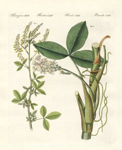 Piante medicinali da German School