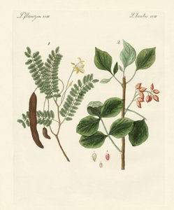 Piante medicinali