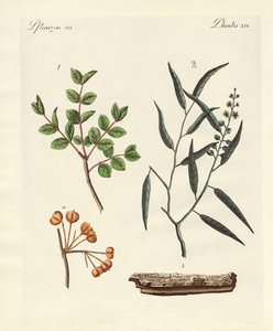Piante medicinali