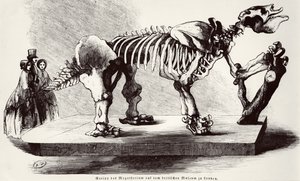 Scheletro di Megatherium al British Museum da German School