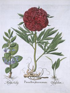 Melissa, Peonia e Odontoglossum, da Hortus Eystettensis, di Basil Besler (1561-1629) pubblicato nel 1613 da German School