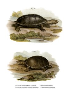 Tartaruga gigante muschiata messicana da German School