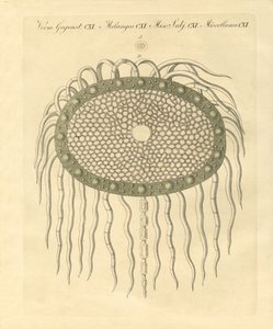 Immagine microscopica dal foro del cardo senza piume da German School