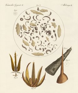 Oggetti microscopici da German School